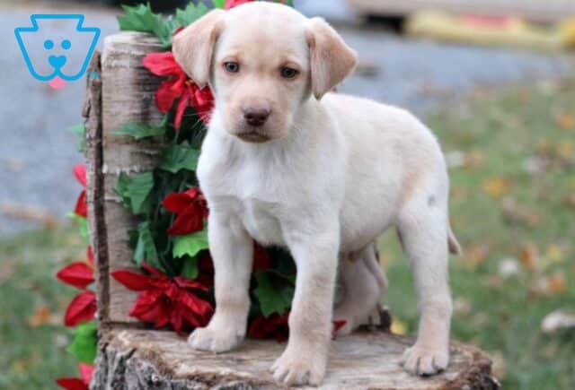 Cruz Yellow Lab2 image