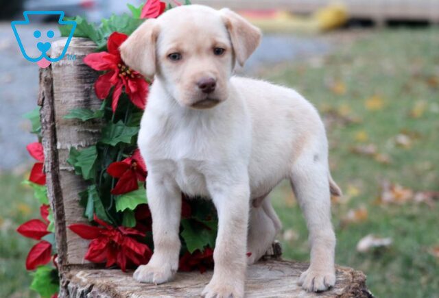 Cruz Yellow Lab3 image