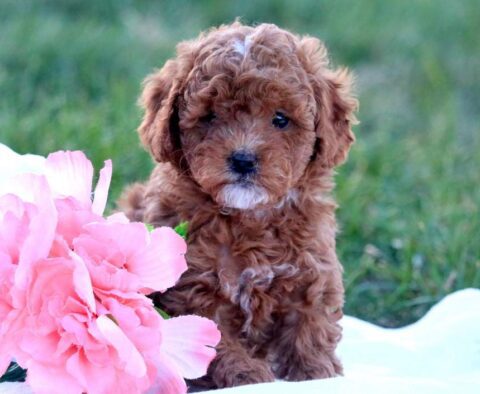 Dori Cockapoo