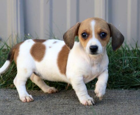Foxy Mini Dachshund