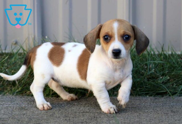 Foxy Mini Dachshund image