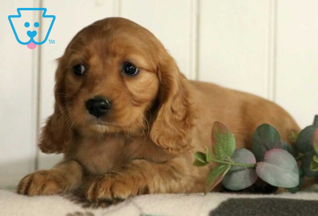Foxy Mini Golden image