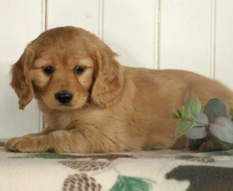Freddie Mini Golden