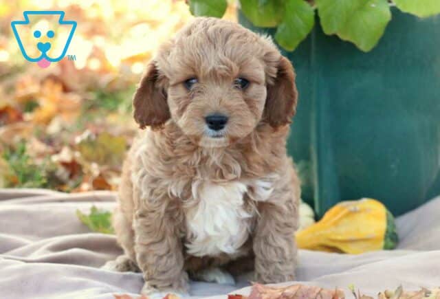 Garfield Cavapoo image