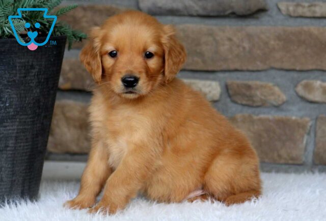 Gaven Goldendoodle image