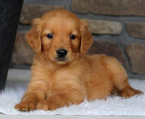 Gaven Goldendoodle2