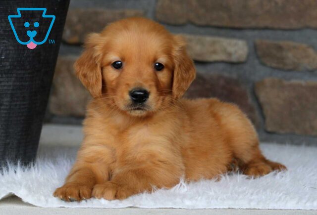 Gaven Goldendoodle2 image