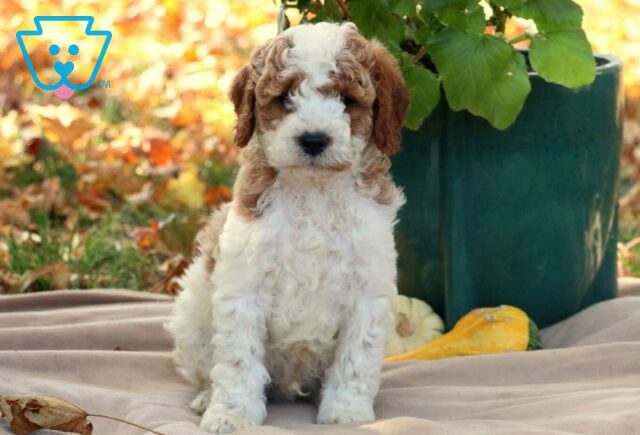 Geo Cavapoo image