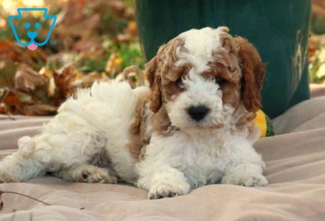 Geo Cavapoo2 image
