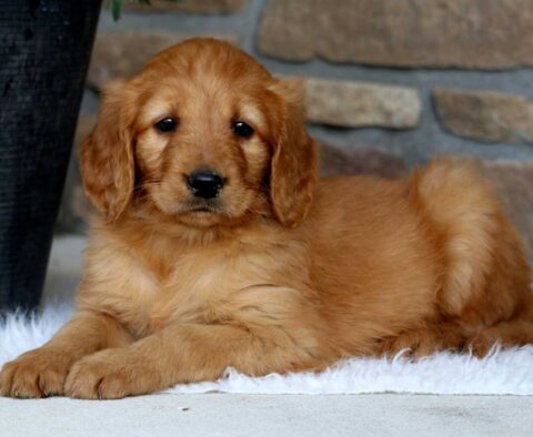 Gerogie Goldendoodle2