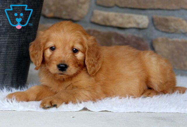Gia Goldendoodle2 image