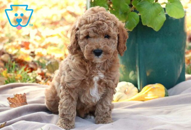 Grace Cavapoo image