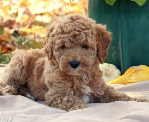 Grace Cavapoo2