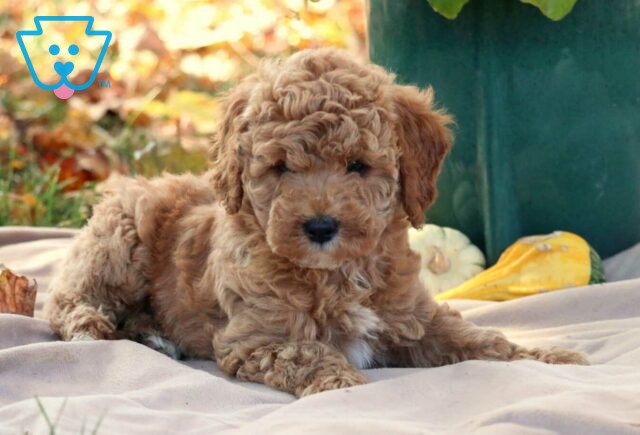 Grace Cavapoo2 image