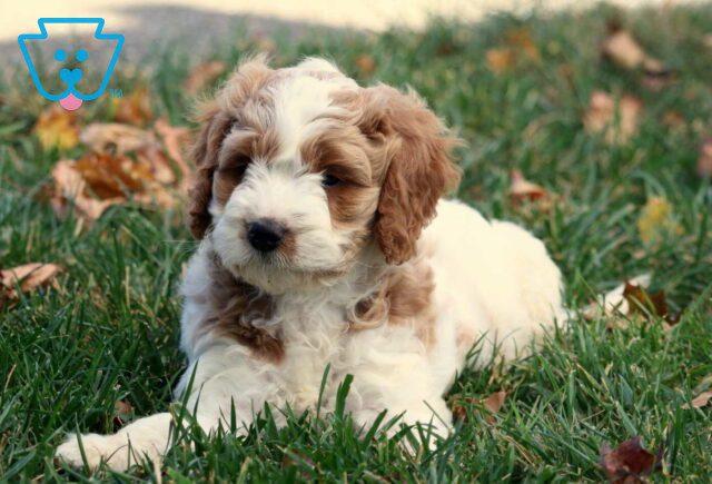 Griffin Cavapoo image
