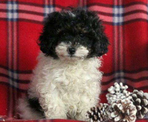 Hank Toy Poodle
