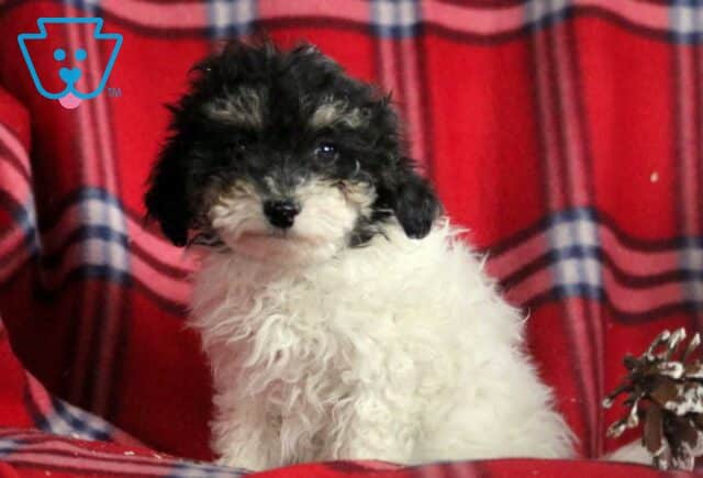 Hannah Toy Poodle image