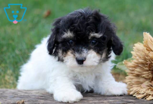 Hannah Toy Poodle image