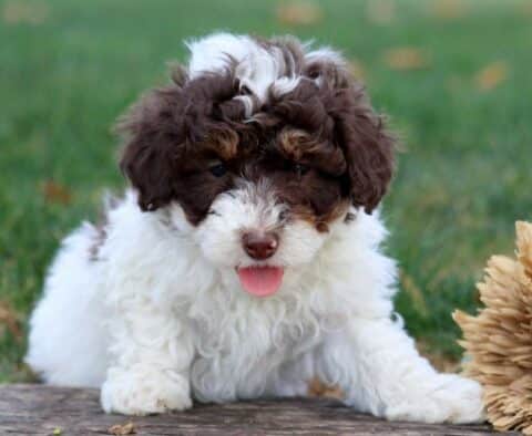 Harley Toy Poodle