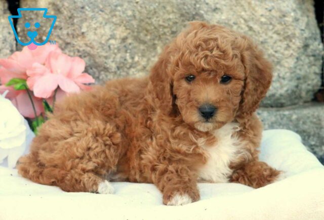 Herman Mini Goldendoodle2 image