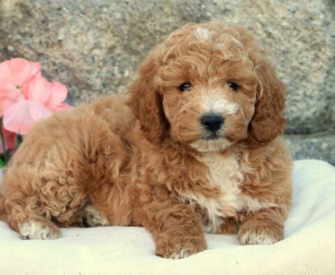 Hills Mini Goldendoodle2