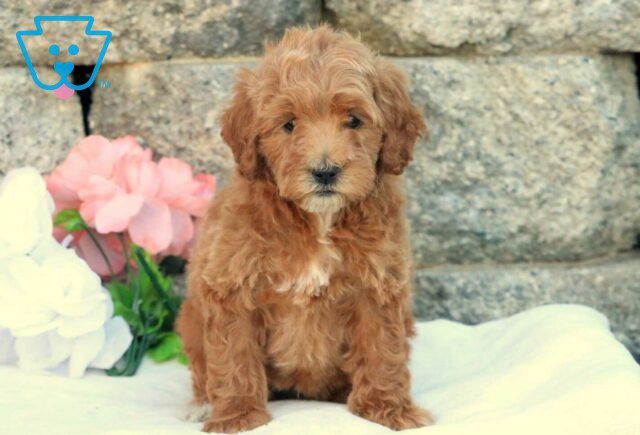 Holly Mini Goldendoodle image