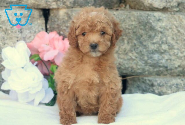 Hope Mini Goldendoodle image