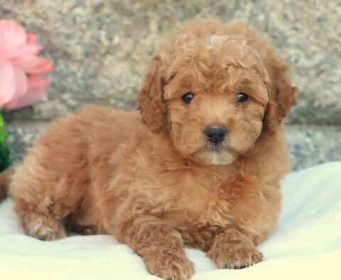 Hope Mini Goldendoodle2