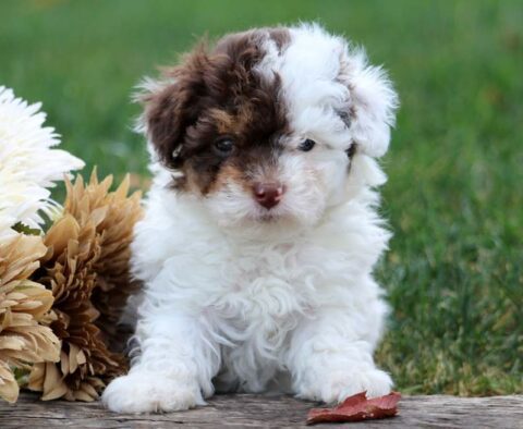 Hunter Toy Poodle