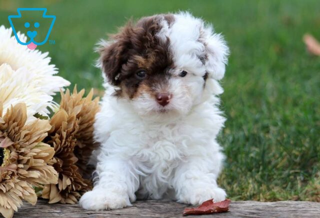 Hunter Toy Poodle image