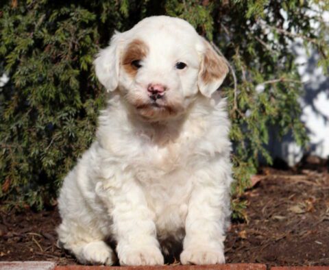 Ike Mini Goldendoodle2
