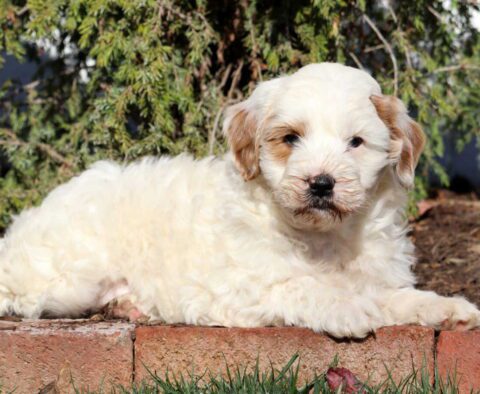 Indigo Mini Goldendoodle