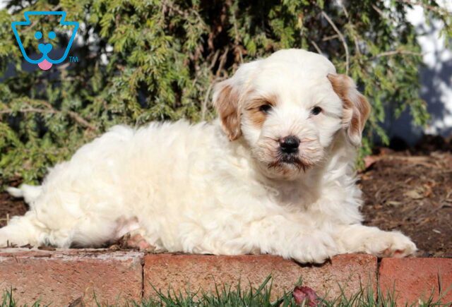 Indigo Mini Goldendoodle image