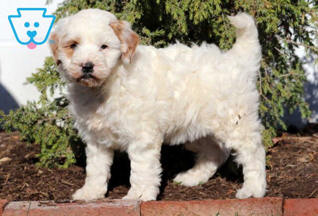 Indigo Mini Goldendoodle2 image
