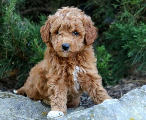 Jamie Toy Goldendoodle