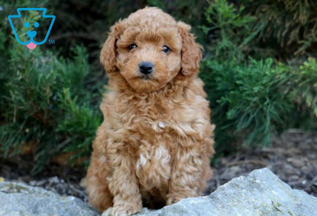 Jasper Toy Goldendoodle image
