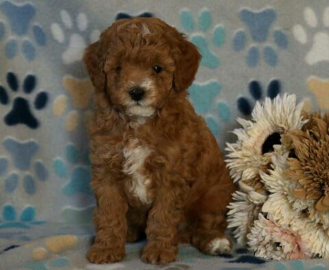 Jet Mini Poodle