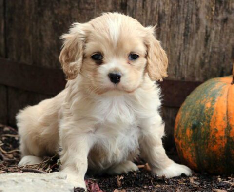 Jock Cocker Spaniel