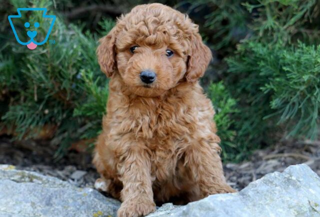 Jojo Toy Goldendoodle image