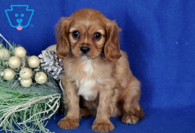 Kenith Cavalier image