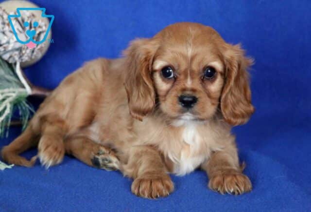 Kenith Cavalier2 image