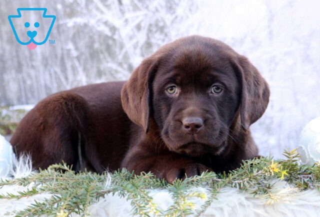 Keyla Chocolate Lab2 image