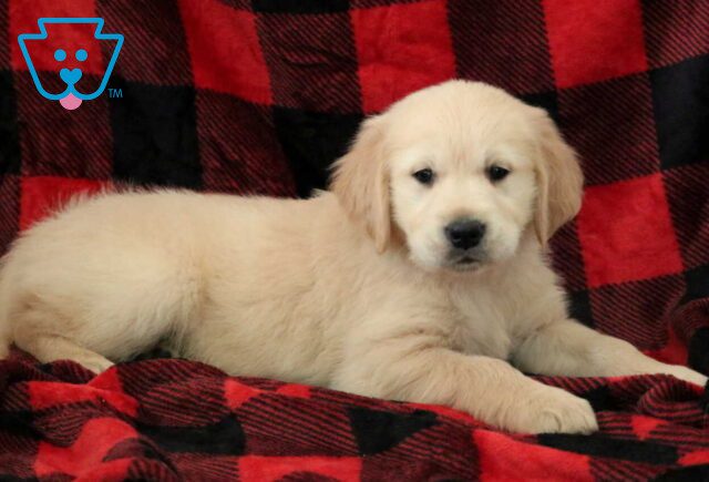 Kinsley Golden2 image