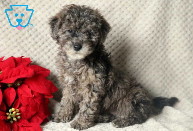 Kody Mini Poodle image