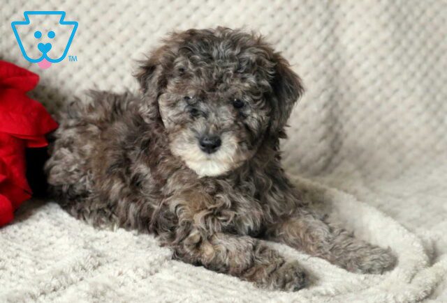 Kody Mini Poodle2 image