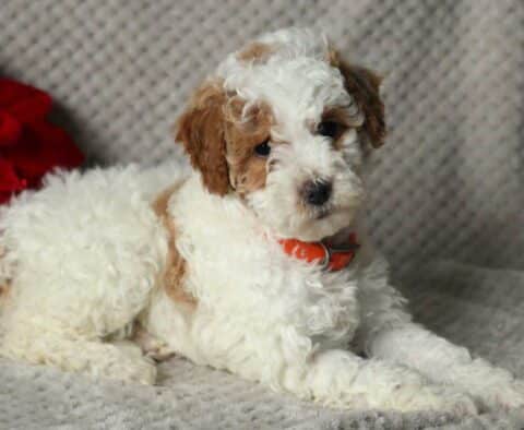 Koko Mini Poodle