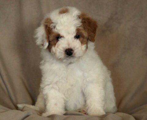 Lacey Mini Aussiedoodle