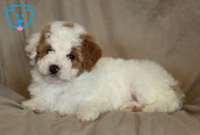 Lacey Mini Aussiedoodle2 image