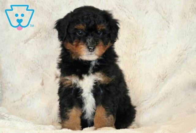 Leisel Mini Aussiedoodle image