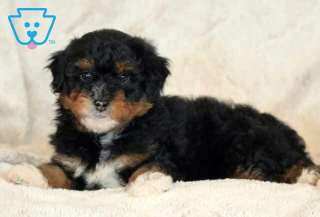Leisel Mini Aussiedoodle2 image